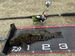 アイナメの釣果