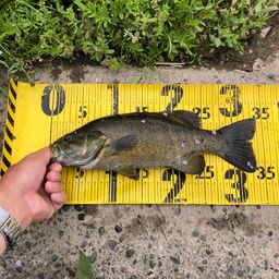 スモールマウスバス