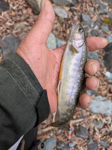イワナの釣果