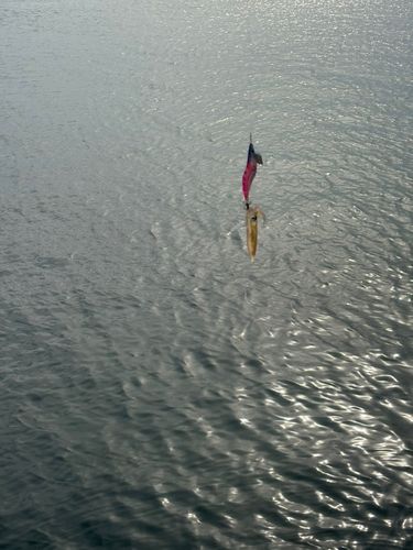 ヤリイカの釣果