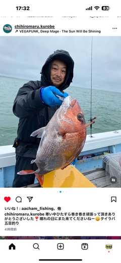 マダイの釣果