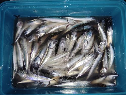 サバの釣果