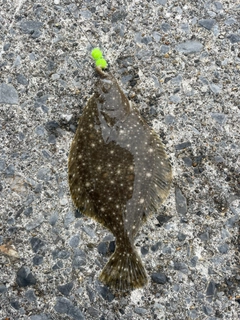 イシガレイの釣果