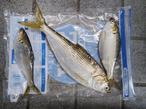 コノシロの釣果