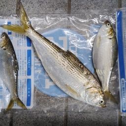 コノシロ