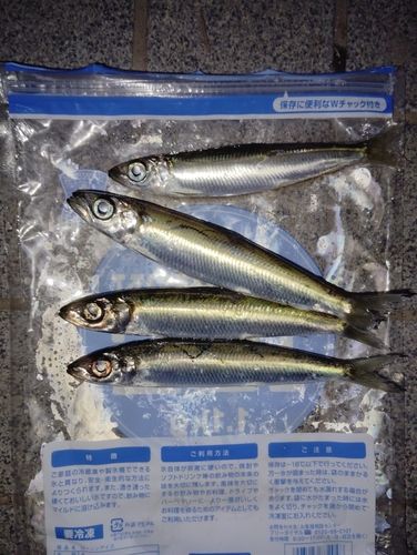 ウルメイワシの釣果
