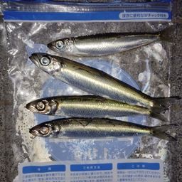 ウルメイワシ