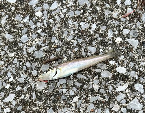 シロギスの釣果