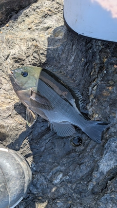 グレの釣果