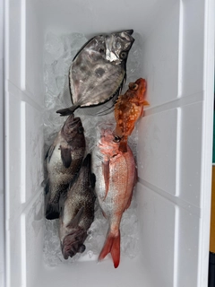 カガミダイの釣果