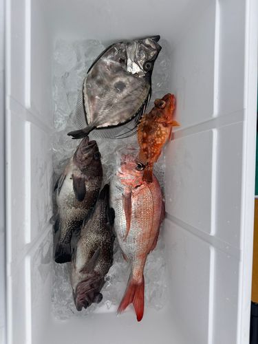 カガミダイの釣果