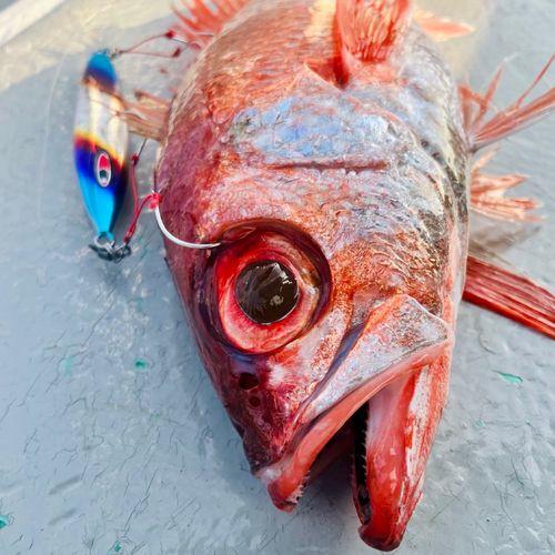 アカムツの釣果