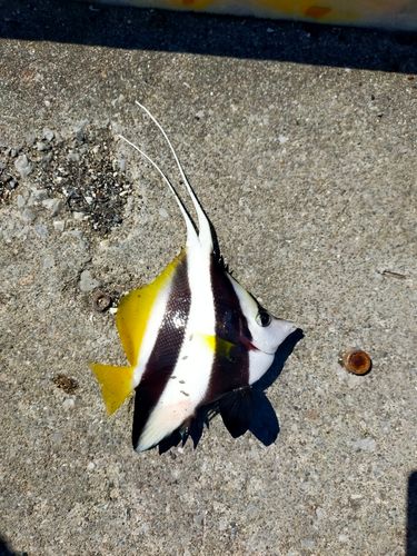 釣果