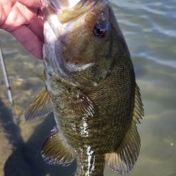 スモールマウスバス