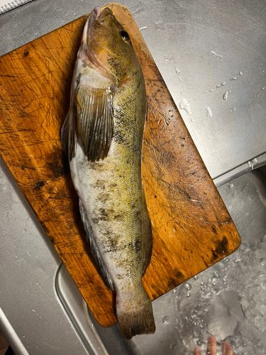 アイナメの釣果