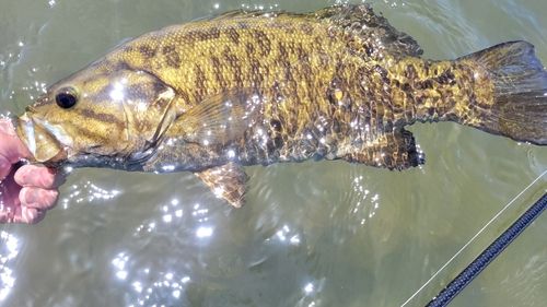 スモールマウスバスの釣果