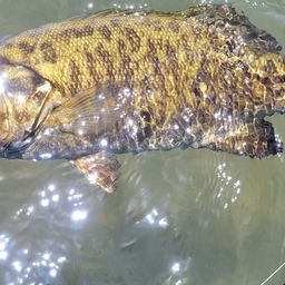 スモールマウスバス