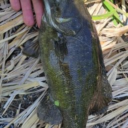 スモールマウスバス