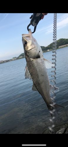 ウナギの釣果