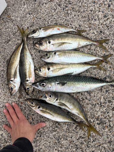 アジの釣果