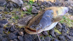 ナマズの釣果