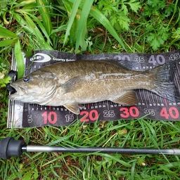 スモールマウスバス