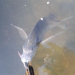 クロダイ