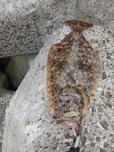 ヒラメの釣果