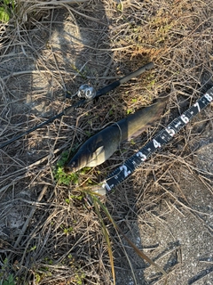 ナマズの釣果