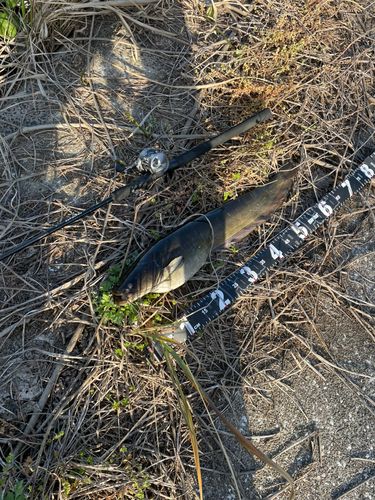 ナマズの釣果