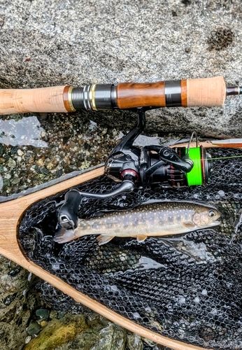 イワナの釣果