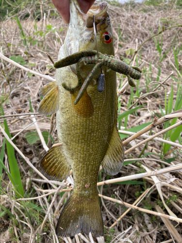 スモールマウスバスの釣果