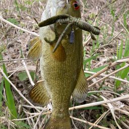 スモールマウスバス