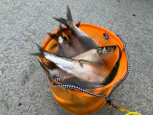 ニシンの釣果