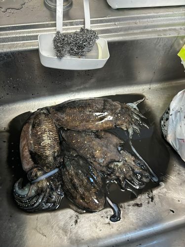 コウイカの釣果