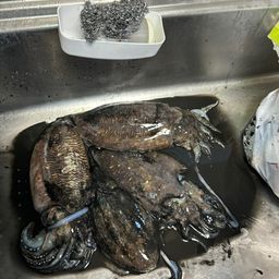 コウイカ