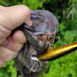 スモールマウスバス