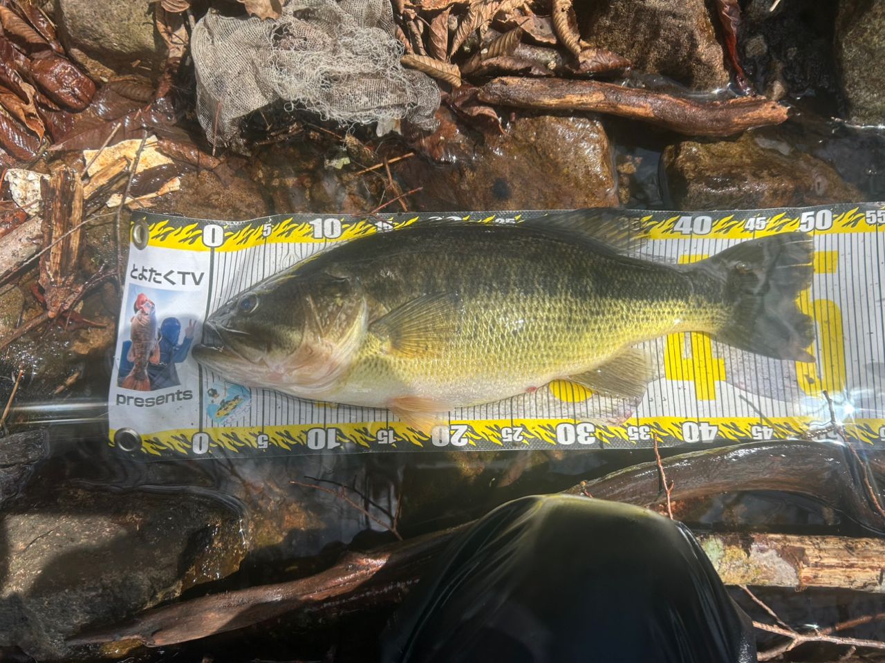 ラージマウスバス