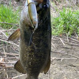 スモールマウスバス