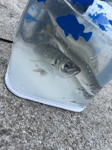 アオアジの釣果