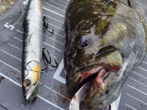 スモールマウスバスの釣果