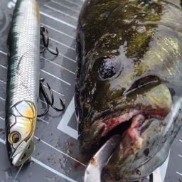 スモールマウスバス