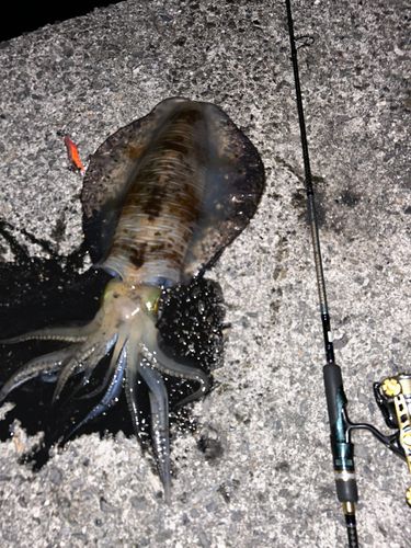 アオリイカの釣果