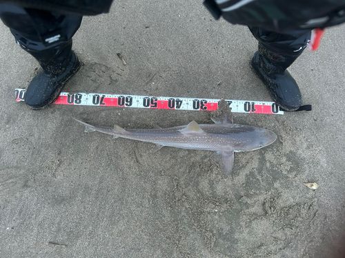 ホシザメ