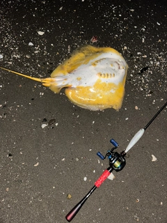 アカエイの釣果