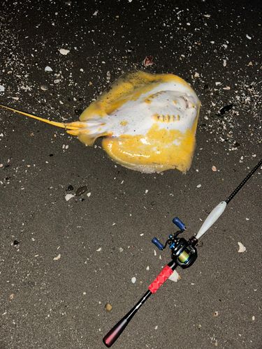 アカエイの釣果