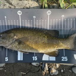 スモールマウスバス