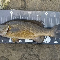 スモールマウスバス