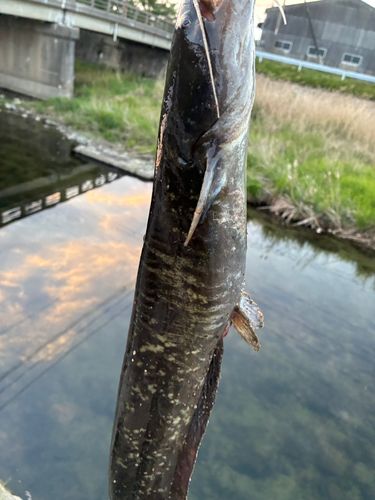 ナマズの釣果