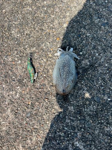 コウイカの釣果
